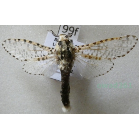 Zeuzera pyrina (Linnaeus, 1761) Torzyśniad kasztanówka Czech99f